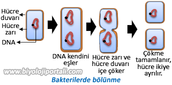 Bakterilerde bölünme